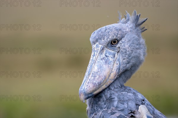 Shoebill