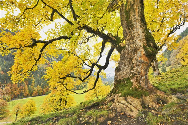 Autumn-coloured sycamore maple