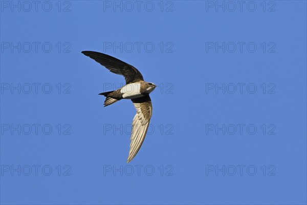 Alpine swift