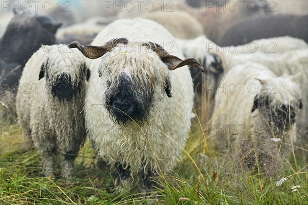 Valais black-nosed domestic sheep