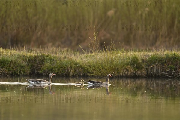 Greylag goose