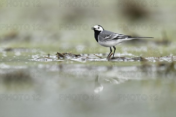 White wagtail