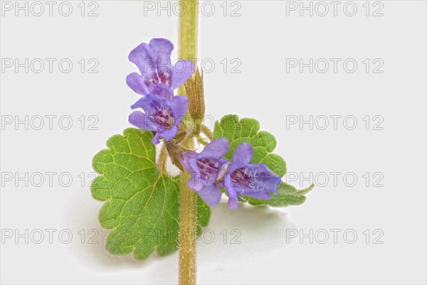 Medicinal plant Gundermann