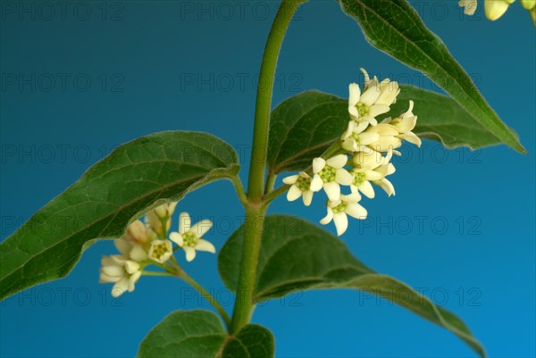 Medicinal plant white swallowwort