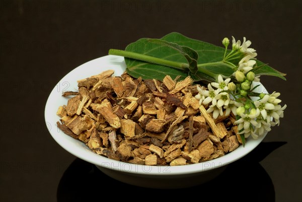 Medicinal plant white swallowwort