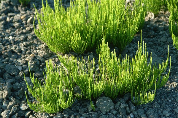 Field horsetail