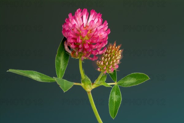 Meadow clover