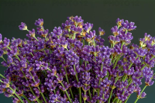 True lavender or narrow-leaved lavender