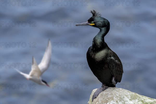 European shag