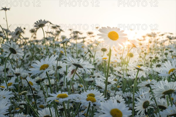 Marguerite daisies on meadow at sunset. Spring flower