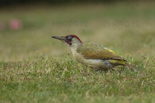 Green woodpecker