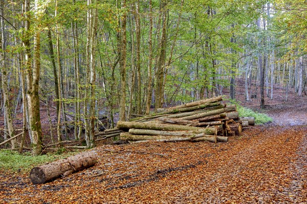 Beech forest in autumn