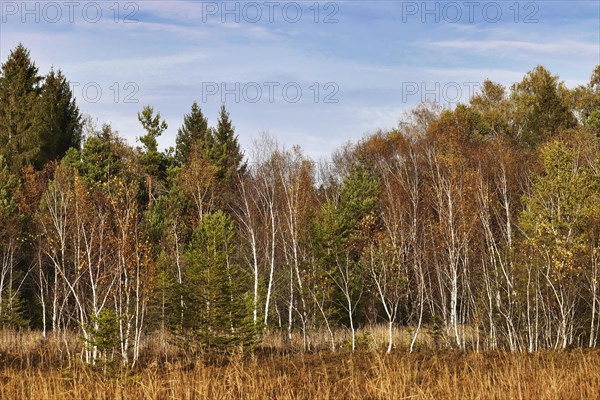 Bog landscape in autumn