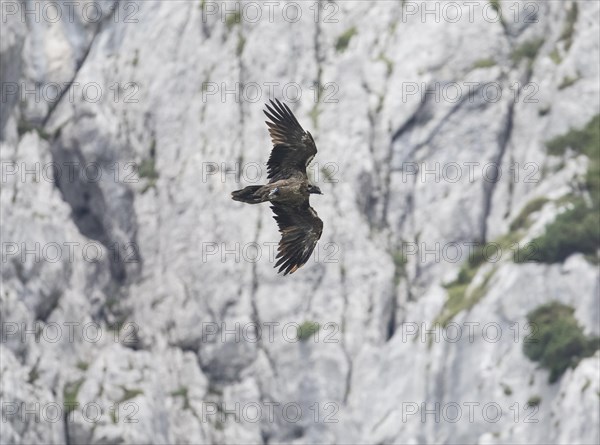 Juvenile bearded vulture