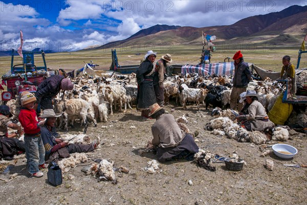 Tibetan shepards shaving sheeps along the road from Tsochen to Lhasa