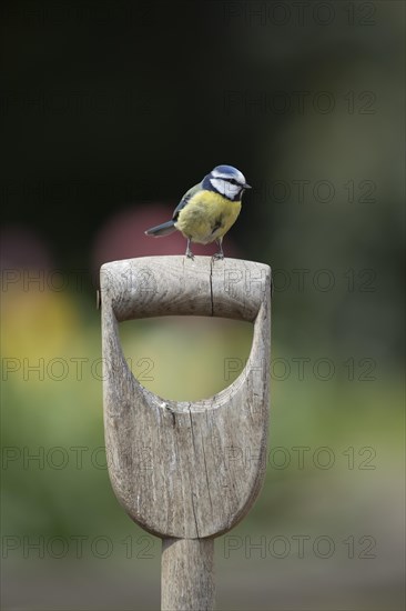 Blue tit