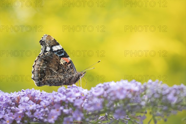 Red admiral