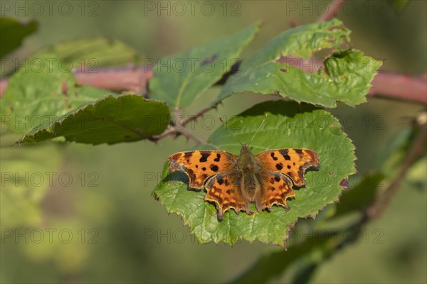 Comma