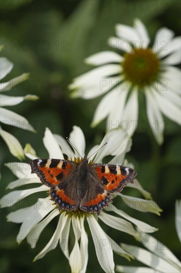 Small tortoiseshell