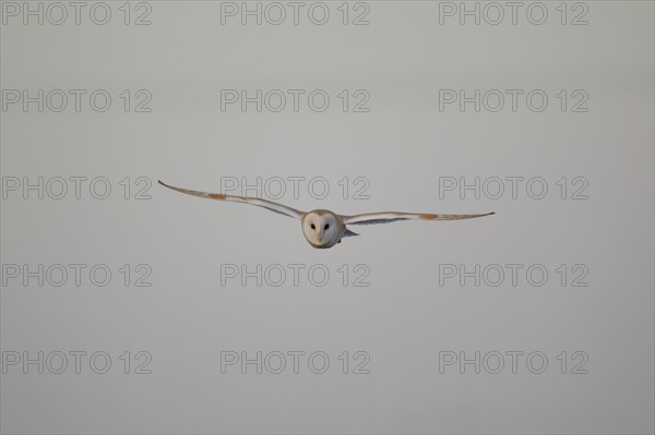 Barn owl