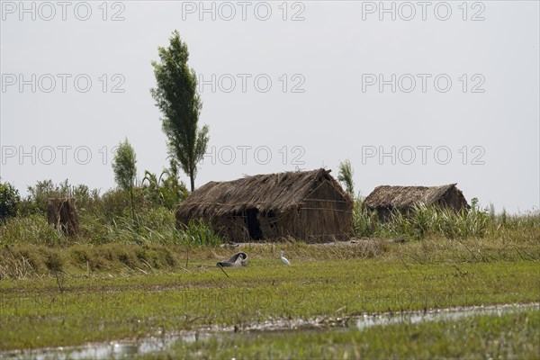 Reed huts