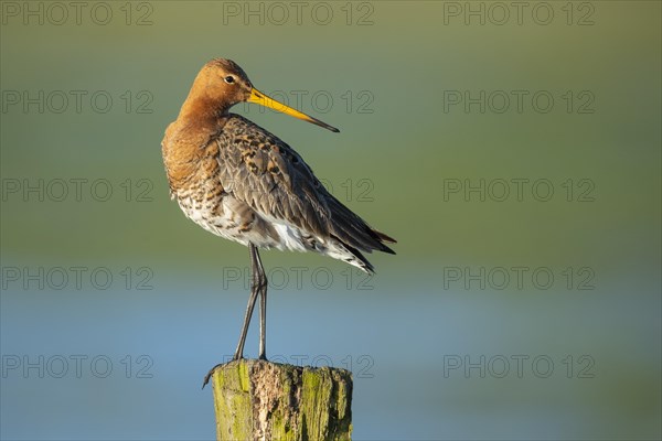 Black-tailed Godwit