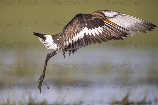 Black-tailed Godwit