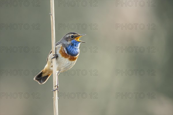 Mating bluethroat