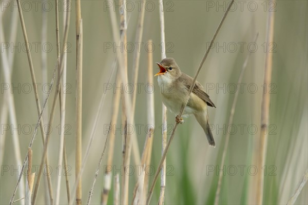 Singing reed warbler