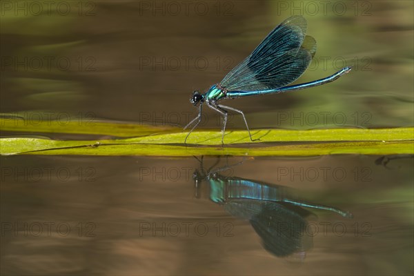 Banded demoiselle