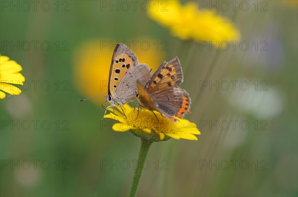 Small copper