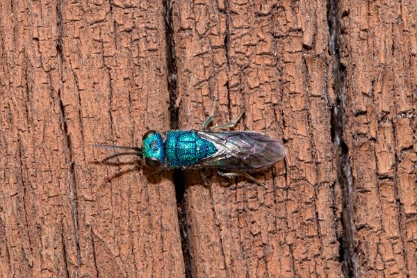 Blue golden wasp sitting on tree trunk left looking