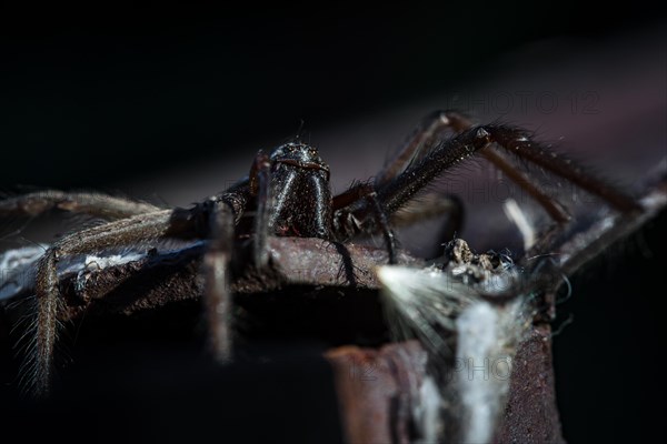 The barn funnel weaver spider