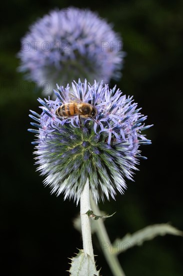 Blue globe thistle two blue flowers in a row with hoverfly