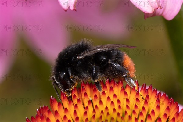 Stone bumblebee sitting on orange flower sucking left looking down