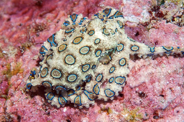 Venomous large blue-ringed octopus