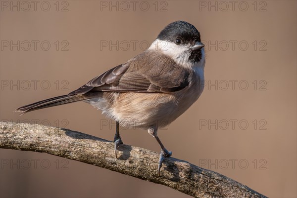 Marsh tit