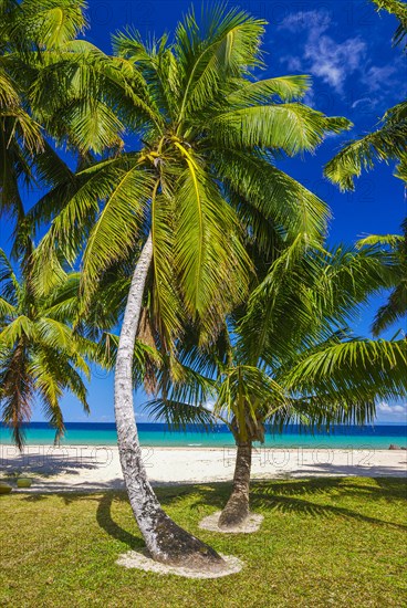 Palm trees on a white sand beach on the Island Ile Sainte-Marie although Nosy Boraha