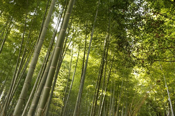 Bamboo trunks in the Arashiyama bamboo forest in Kyoto