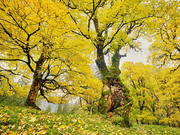 Forest of sycamore maple