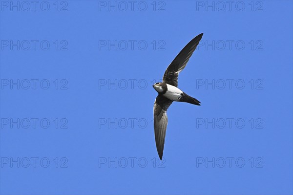 Alpine swift