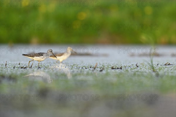 Common greenshank