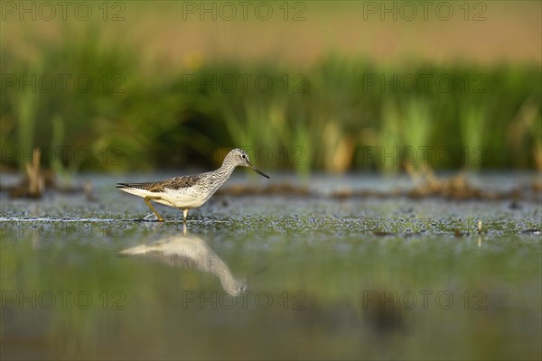 Common greenshank