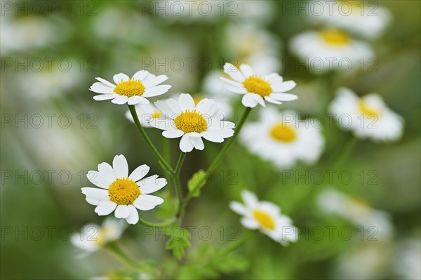 Flowering feverfew