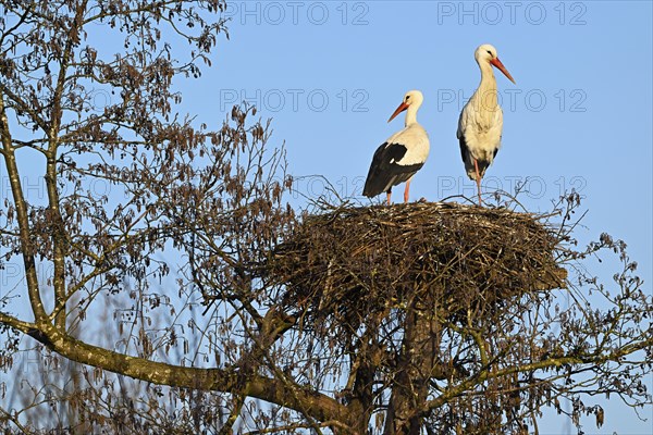 Two white storks