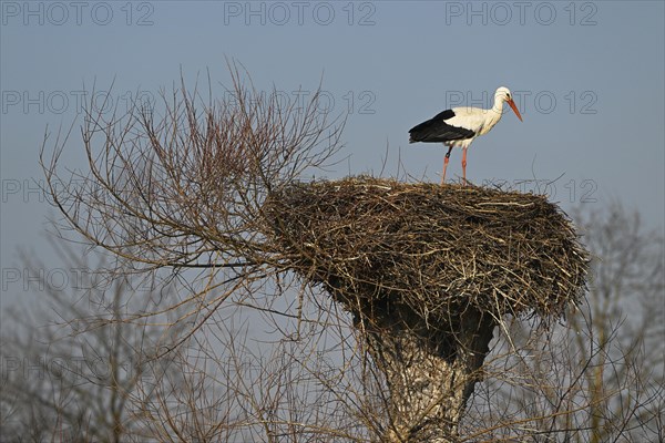 White stork