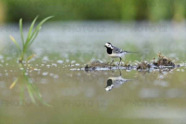 White wagtail