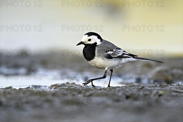 White wagtail