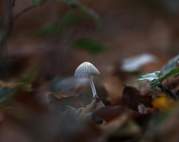 Small mushroom protruding from the carpet of leaves in a deciduous forest