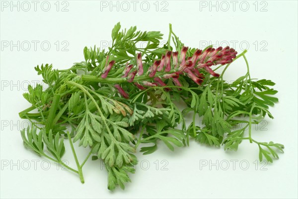 Medicinal plant Common fumitory